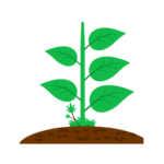 Healthy growing plant representing steady progress, learning, and expansion
